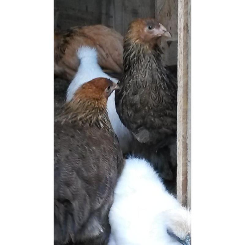 BRAHMA HENS