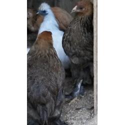 BRAHMA HENS