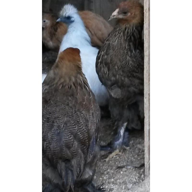 BRAHMA HENS