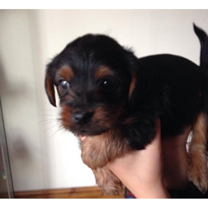 Yorkshire terrier pup