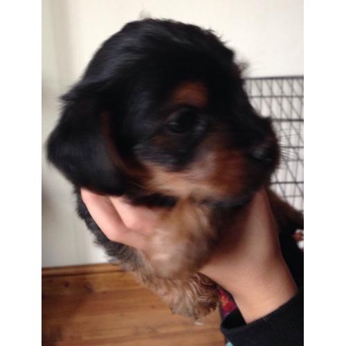 Yorkshire terrier pup