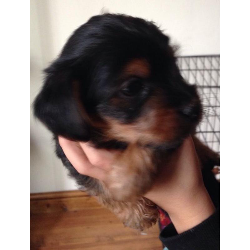 Yorkshire terrier pup