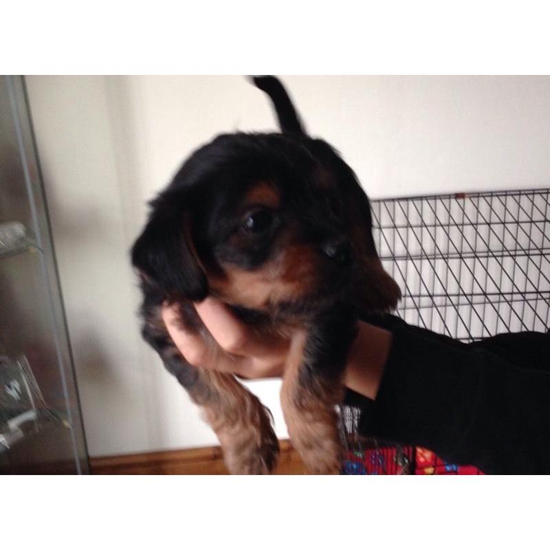 Yorkshire terrier pup