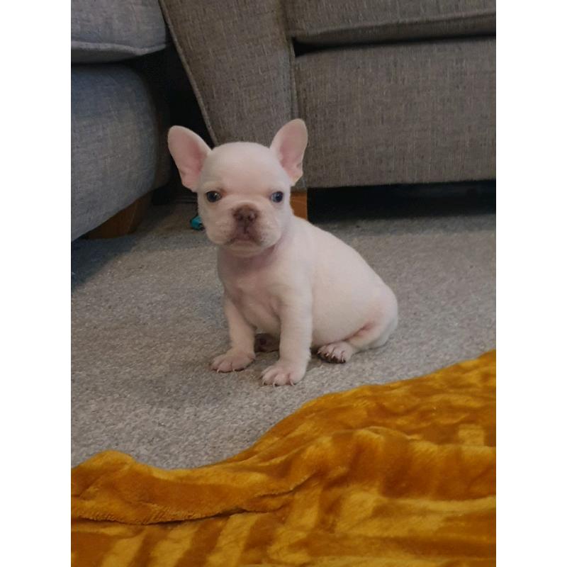 French bulldog pups carrying fluffy