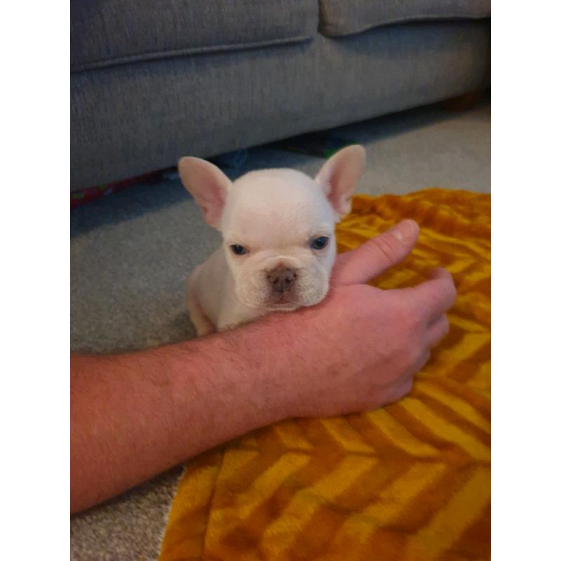 French bulldog pups carrying fluffy