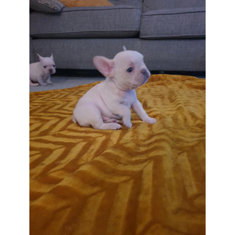 French bulldog pups carrying fluffy