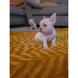 French bulldog pups carrying fluffy