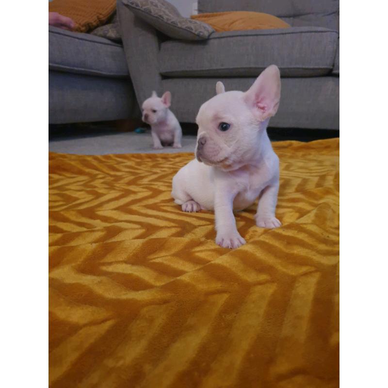 French bulldog pups carrying fluffy