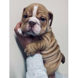 British bulldogs ready today