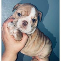 British bulldogs ready today