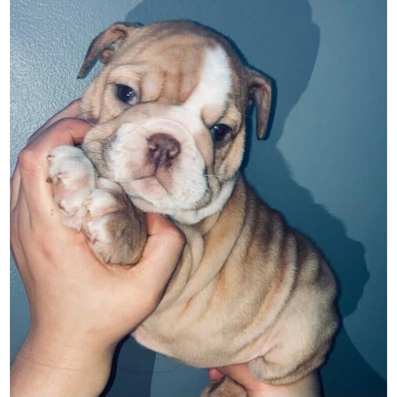 British bulldogs ready today