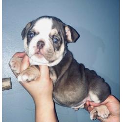 British bulldogs ready today