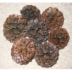 Large Californian Pine Cones