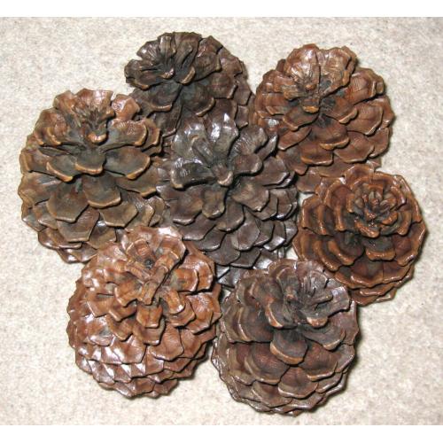 Large Californian Pine Cones