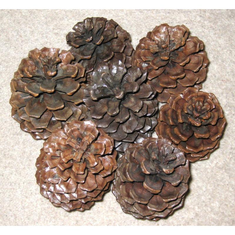 Large Californian Pine Cones
