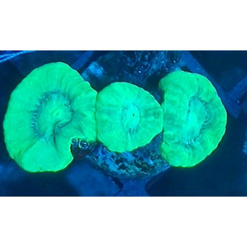 Coral reef marine
