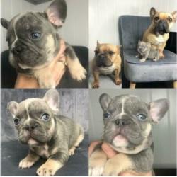 * STUNNING! - PURE TO TYPE FRENCH BULLDOG PUPPIES *