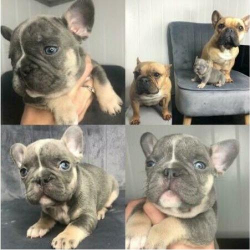 * STUNNING! - PURE TO TYPE FRENCH BULLDOG PUPPIES *