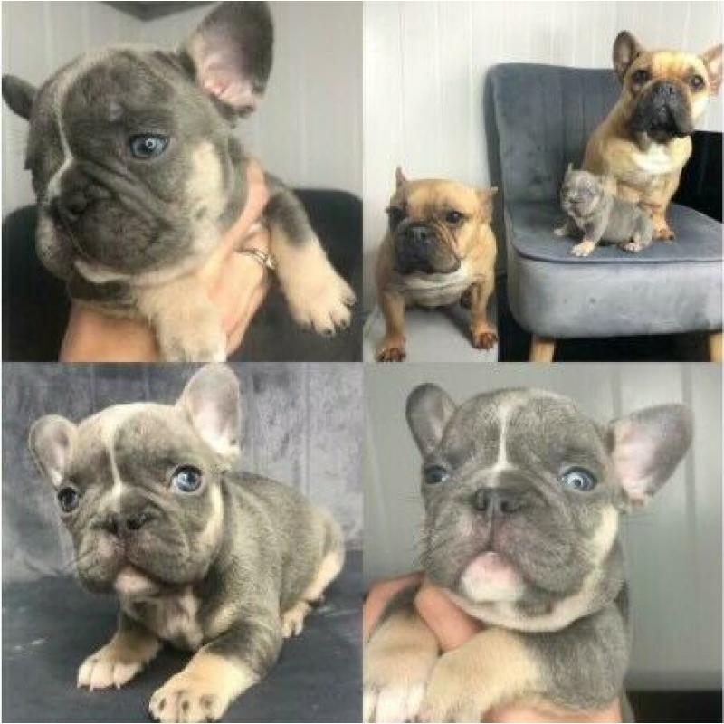 * STUNNING! - PURE TO TYPE FRENCH BULLDOG PUPPIES *