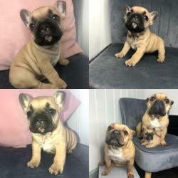 * STUNNING! - PURE TO TYPE FRENCH BULLDOG PUPPIES *