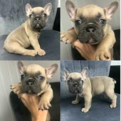 * STUNNING! - PURE TO TYPE FRENCH BULLDOG PUPPIES *