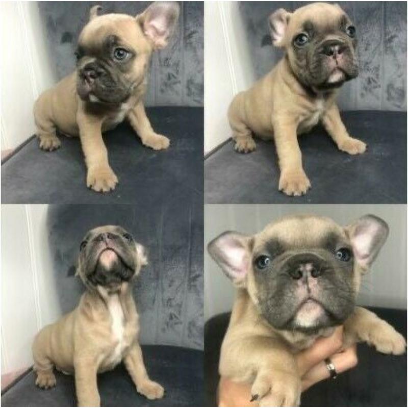 * STUNNING! - PURE TO TYPE FRENCH BULLDOG PUPPIES *