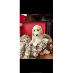 Cockapoos