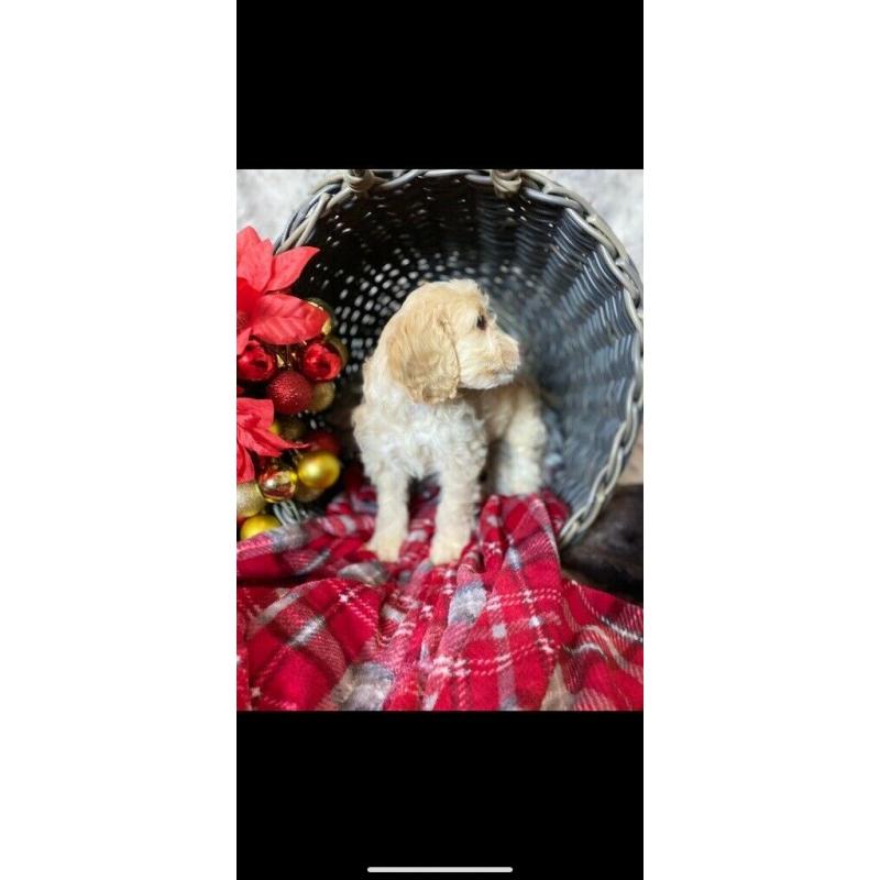 Cockapoos