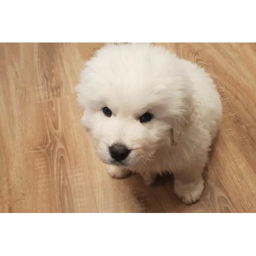 Gorgeous Golden Retriever Puppy - St Helens