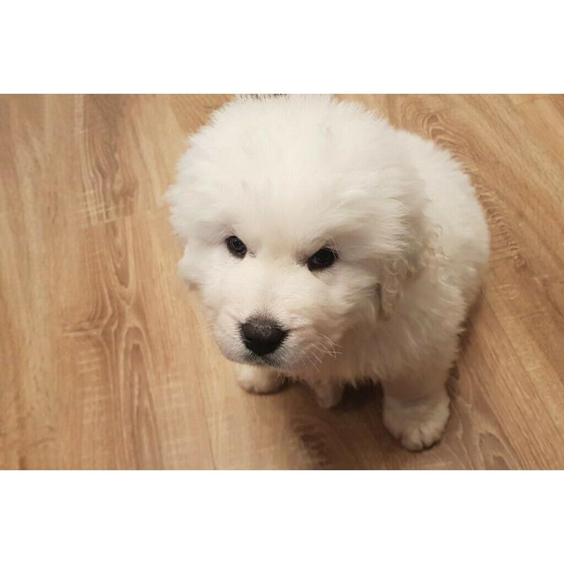 Gorgeous Golden Retriever Puppy - St Helens