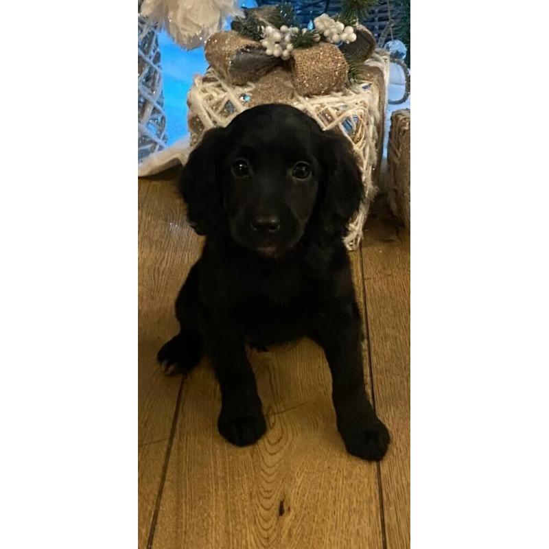 Cockerpoo puppy