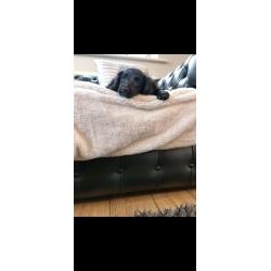 Cockerpoo puppy