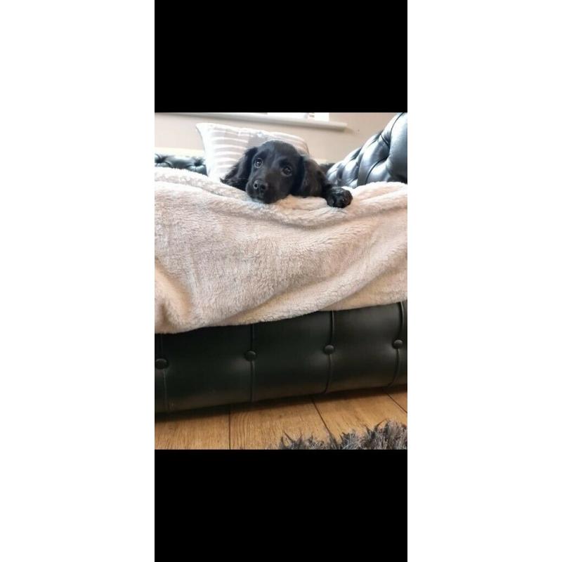 Cockerpoo puppy