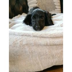 Cockerpoo puppy