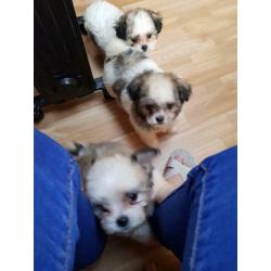 Lhasa apso cross chihuahua