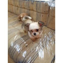 Lhasa apso cross chihuahua