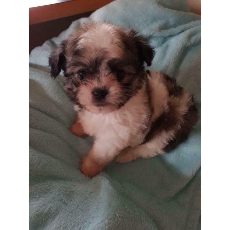 Lhasa apso cross chihuahua