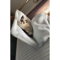 Ragdoll X (pending collection)