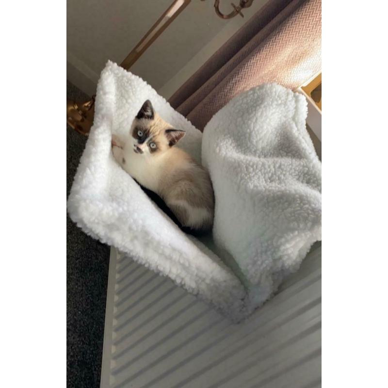 Ragdoll X (pending collection)