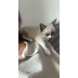 Ragdoll X (pending collection)