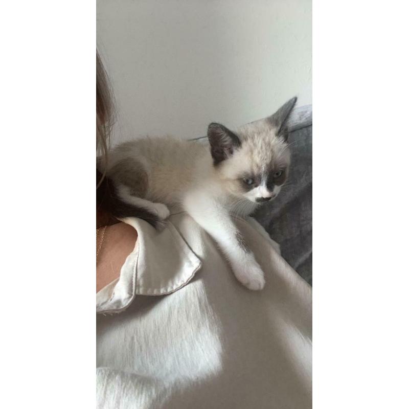 Ragdoll X (pending collection)