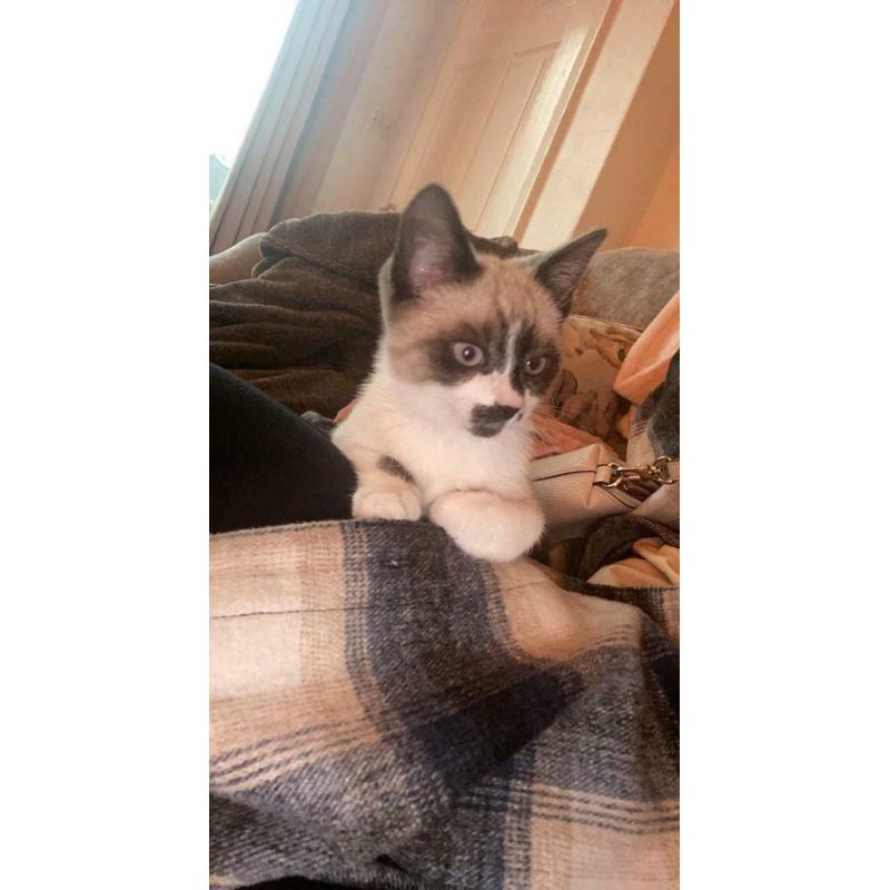Ragdoll X (pending collection)