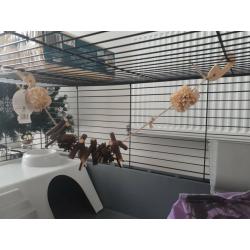 Brand new XL guinea pig cage plus accessories
