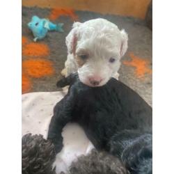 Maltipoo Puppies
