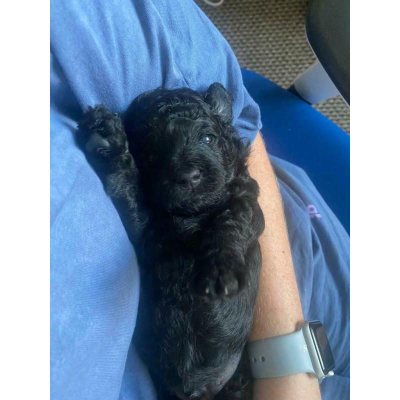 Maltipoo Puppies