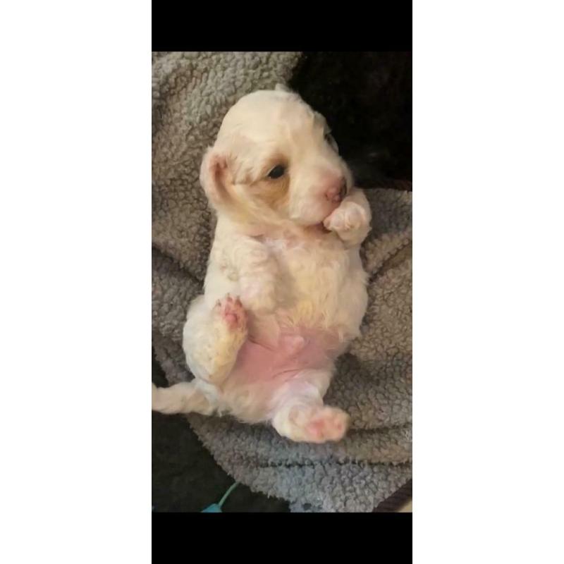 Maltipoo Puppies
