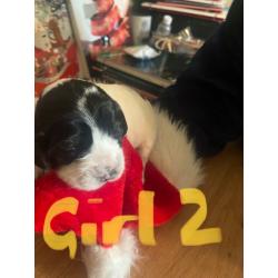 Cocker spaniel puppies