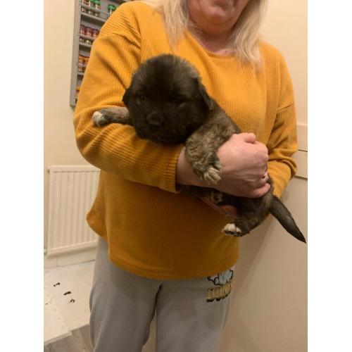 Puppies Caucasian shepherd x Saint Bernard x newfound land . VERY RARE