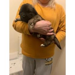 Puppies Caucasian shepherd x Saint Bernard x newfound land . VERY RARE