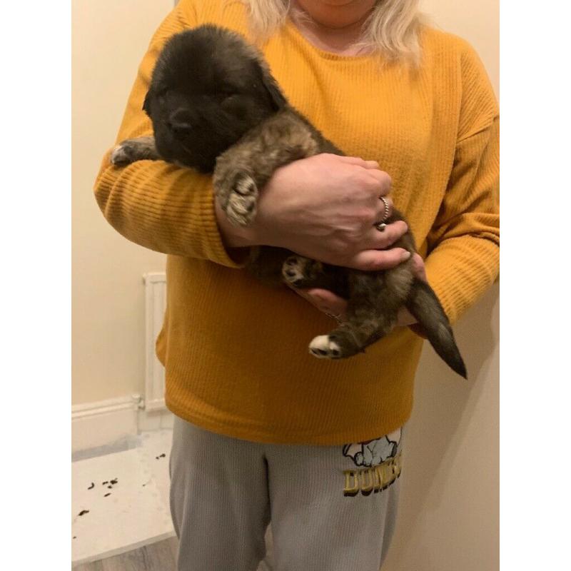 Puppies Caucasian shepherd x Saint Bernard x newfound land . VERY RARE